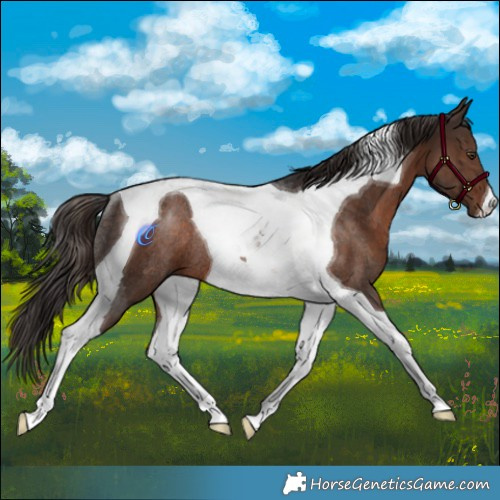 Horse Color:Liver Chestnut Tobiano Rabicano