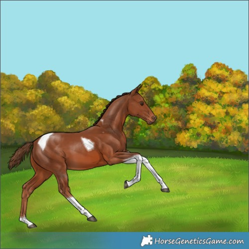 Horse Color:Chestnut Tobiano 