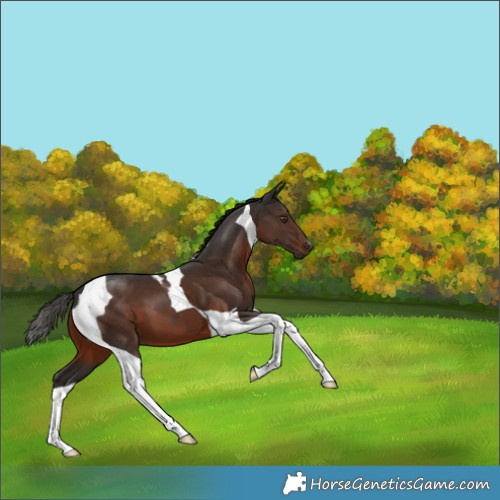 Horse Color:Liver Chestnut Tobiano 