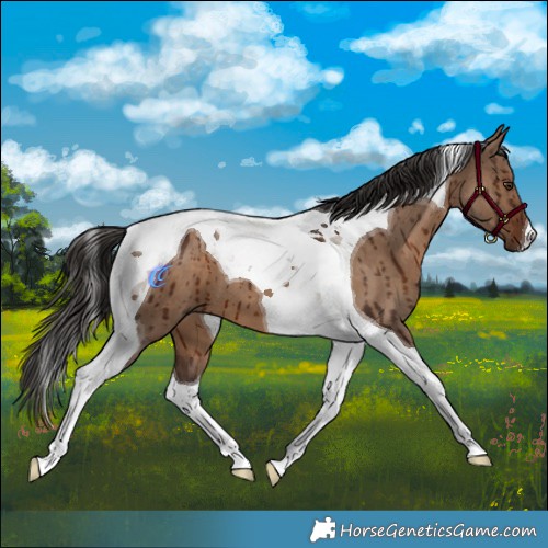 Horse Color:Liver Red Dun Tobiano Brindle 
