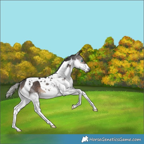 Horse Color:Gray Silver Brown Splash Tobiano Rabicano 