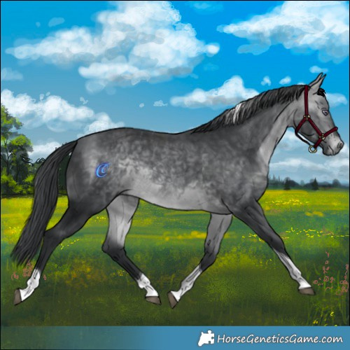 Horse Color:Bay Chinchilla Tobiano