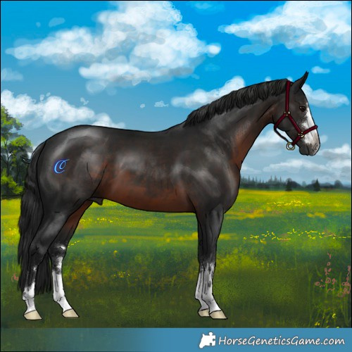 Horse Color:Gray Brown 