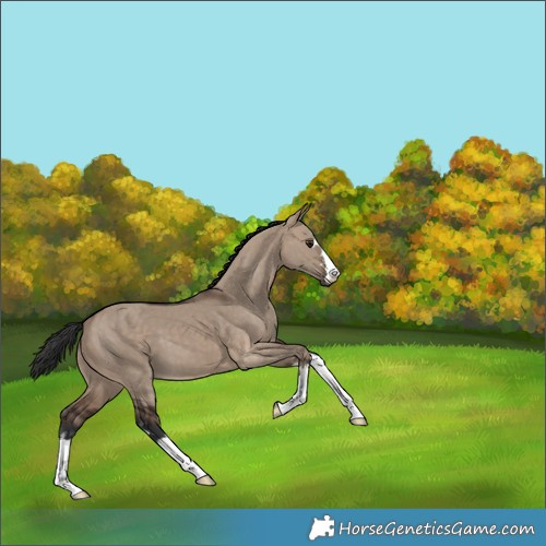 Horse Color:Brown Dun 