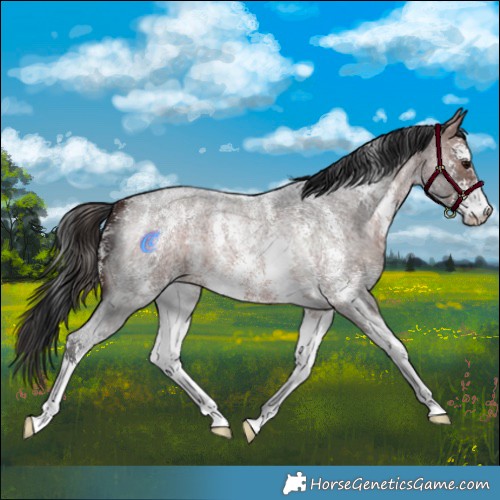 Horse Color:Brown Roan Sabino 