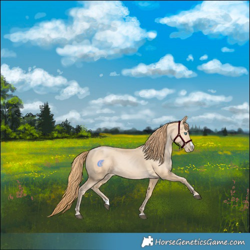 Horse Color:Buckskin Splash
