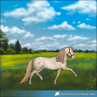 Horse Color:Buckskin Splash