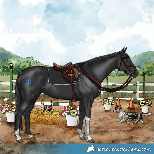 Horse Color:Black Tobiano 