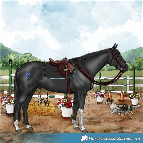 Horse Color:Black Tobiano 