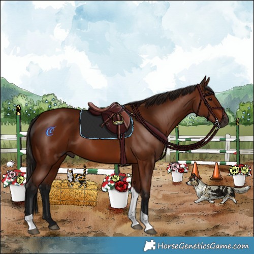 Horse Color:Gray Bay Tobiano 
