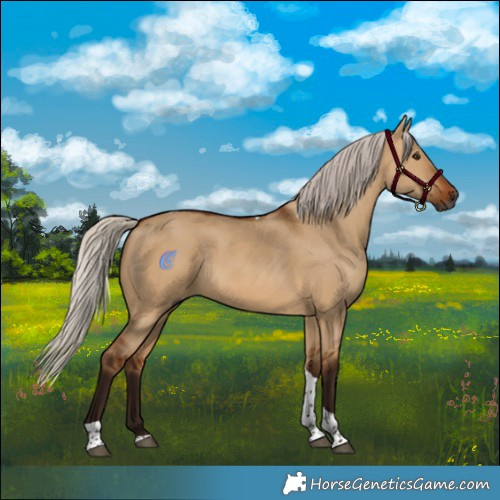 Horse Color:Gray Silver Bay Dun Tobiano Rabicano 