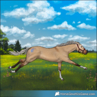 Horse Color:Gray Silver Bay Dun Tobiano Rabicano 