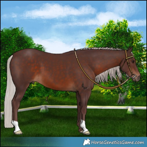 Horse Color:Chocolate Silver Brown