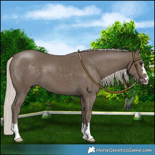Horse Color:Silver Smoky Black 