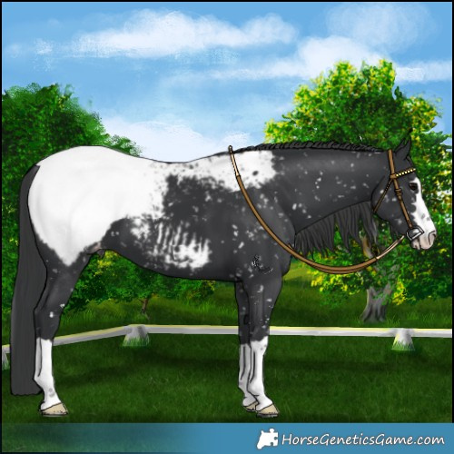 Horse Color:Black Appaloosa