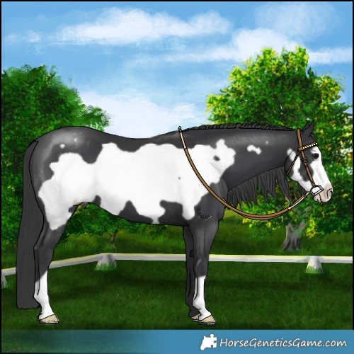 Horse Color:Black Frame Appaloosa