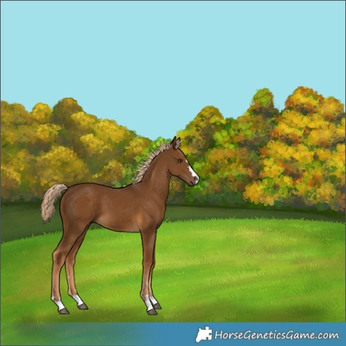 Horse Color:Chocolate Palomino 