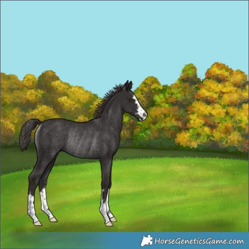 Horse Color:Liver Chestnut Rabicano 