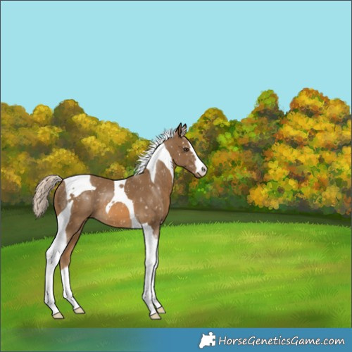 Horse Color:Chocolate Palomino Tobiano Appaloosa 