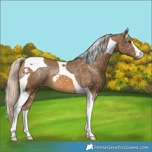 Horse Color:Chocolate Palomino Tobiano Snowflake Varnish 
