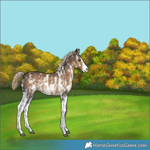 Horse Color:Chocolate Palomino Sabino Appaloosa 