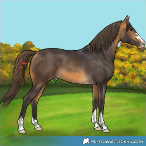 Horse Color:Buckskin Appaloosa 