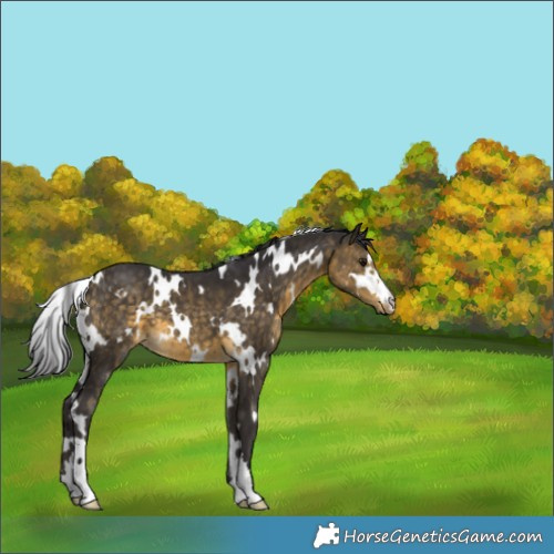 Horse Color:White Spotted Buckskin 
