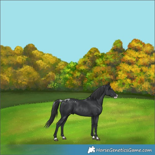 Horse Color:Black Splash Skewed Appaloosa 