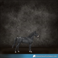 Horse Color:Black Splash Skewed Appaloosa 