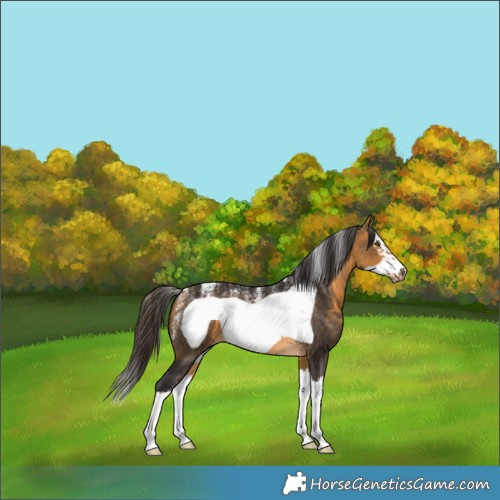 Horse Color:Powder White Buckskin Splash Frame 