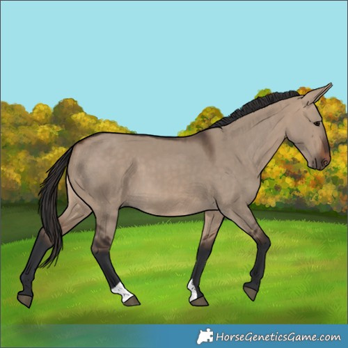 Horse Color:Brown Dun 