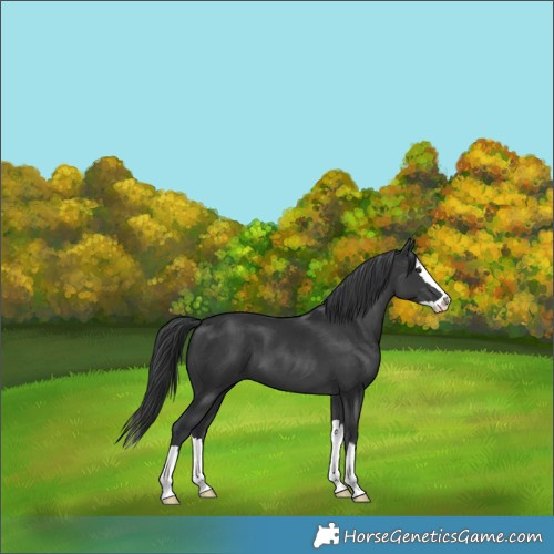 Horse Color:Black Splash 