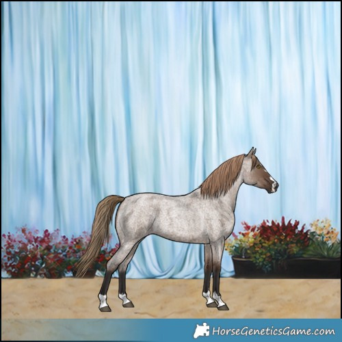 Horse Color:Liver Red Dun Roan 