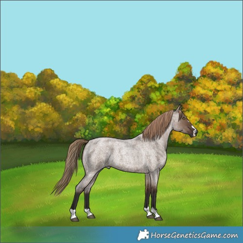 Horse Color:Liver Red Dun Roan 