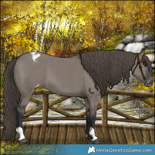 Horse Color:Grullo Appaloosa 
