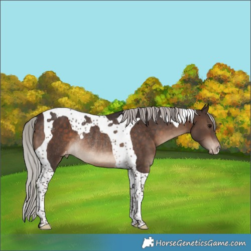 Horse Color:Silver Brown Tobiano Appaloosa Rabicano