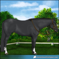 Horse Color:Black and Black