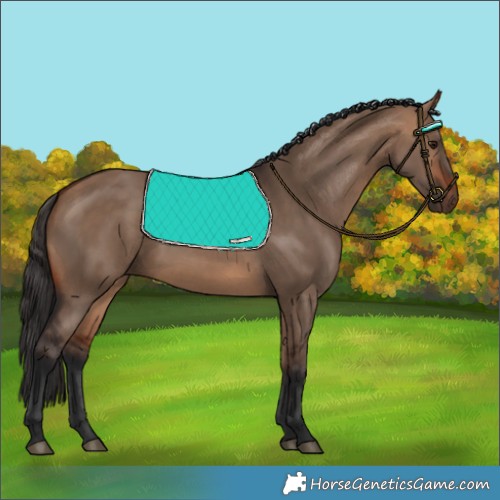 Horse Color:Bay Dun 