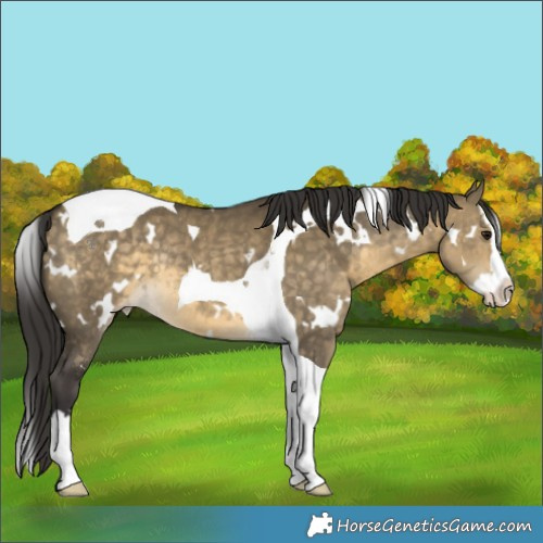 Horse Color:White Spotted Buckskin Dun Splash Tobiano Appaloosa Rabicano 