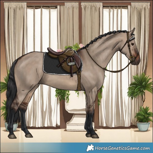 Horse Color:Brown Dun 