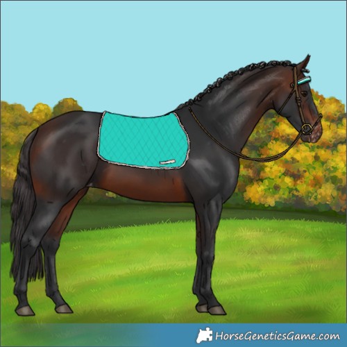 Horse Color:Brown Appaloosa 