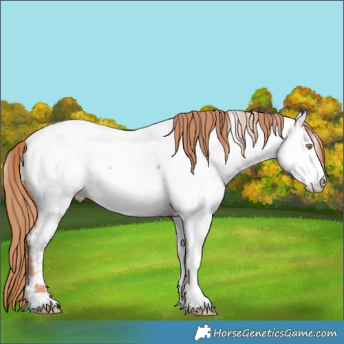 Horse Color:Gold Champagne Appaloosa 