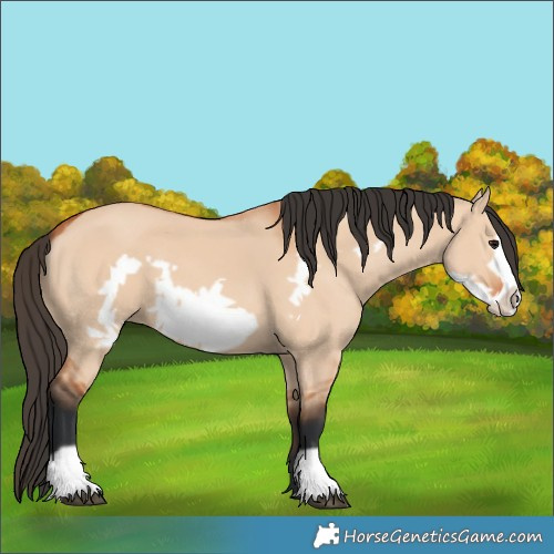 Horse Color:Bay Dun Frame 