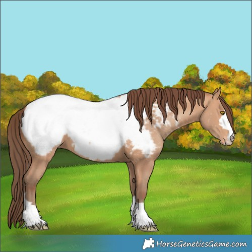 Horse Color:Amber Champagne Appaloosa 