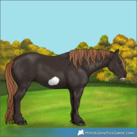 Horse Color:Liver Chestnut Frame 