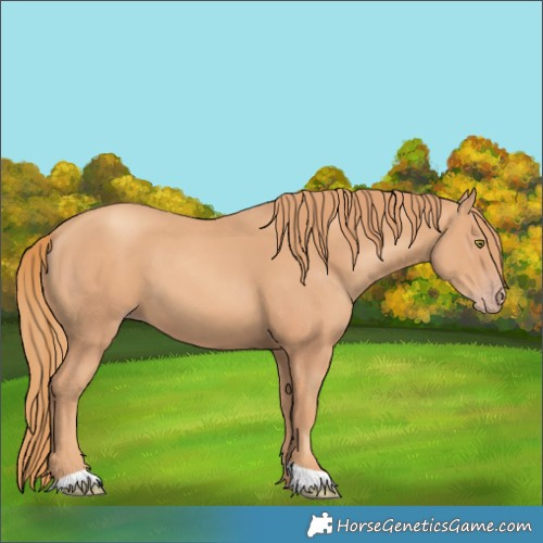 Horse Color:Gold Champagne 