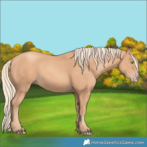 Horse Color:Gold Champagne 