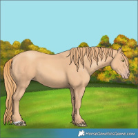 Horse Color:Gold Champagne 