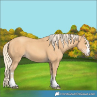 Horse Color:Gold Champagne 