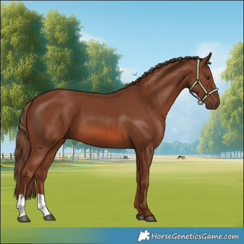 Horse Color:Chestnut 